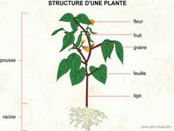 http://www.infovisual.info/01/img_fr/003%20Structure%20d%27une%20plante.jpg