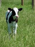 calf.jpg