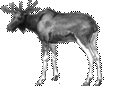 лось