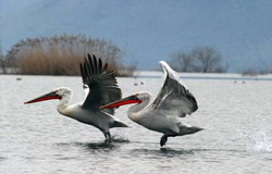 Pelikan