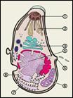 imagesCASE67CP