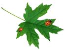http://*****/images/pct_leaf_ladybird.gif