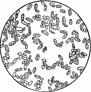 Mycoderma vim (пленка цвели)