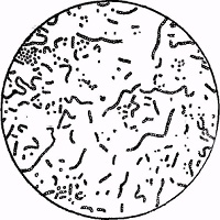 Бактерии ожирения (Bacillus viscosus vini)