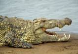 http://*****/upload/wallpapers/2009/07/15/11/02/3685/animals_740-crop.jpg