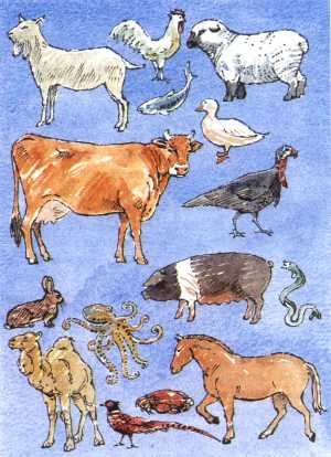 Animals (24237 bytes)