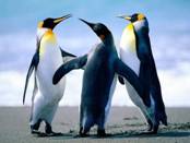 ��������: Penguins