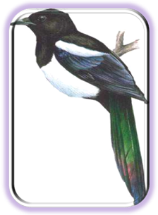 magpie
