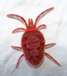 Описание: 265px-Trombidium holosericeum (aka).jpg