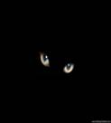 http://photo.fregat.com/albums/userpics/11150/normal_Black_cat.jpg