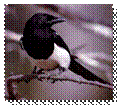 C:\Users\Админ\Desktop\magpie.jpg