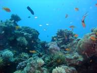 http://diveinaqaba.com/uploads/dive_in_aqaba_first_bay_south.jpg