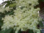 БУЗИНА ЧЕРНАЯ / Sambucus nigra