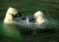 ��������: Description: Polar bear 1