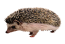 http://*****/fon/clipart/e/egik/egiky13.jpg