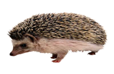 http://*****/fon/clipart/e/egik/egiky13.jpg