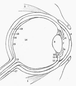Eyeball of human.jpg