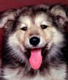 http://*****/preview/352x416/animal/*****_352x416_18684.jpg