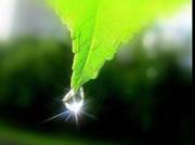eco