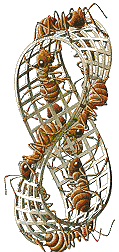 mobius_strip_small