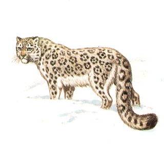 http://*****/picture/mammal/1-29.jpg
