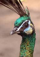 Файл:Pavo muticus3.jpg