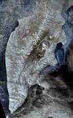 C:\Documents and Settings\Галина Ивановна\Рабочий стол\kamchatka_from_space.jpg