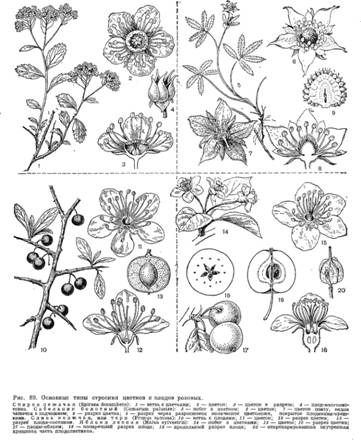 http://*****/pictures/enc_biology/plants/ris._5_2_89.jpg