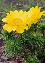 ������ �������� (Adonis vernalis L.)