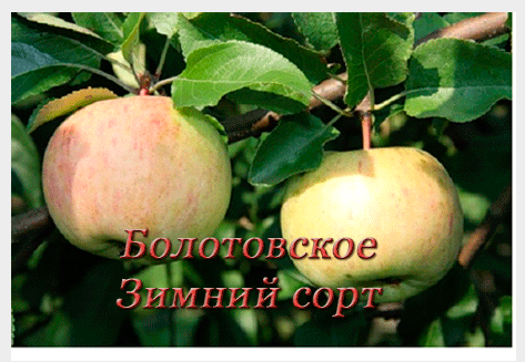 bolotovskoe.gif