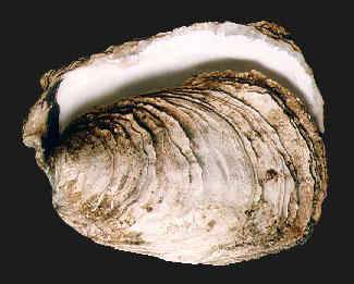 Устрица Тихоокеанская (Porterius dalli)