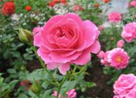 http://*****/pics/2010/08/05/3157.jpg
