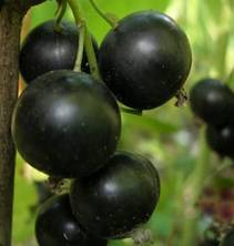 http://*****/image-smorodina/57_58.jpg