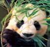 ��������: ��������: ��������: ��������: ��������: ��������: ��������: ��������: panda5