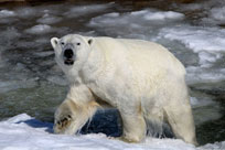 http://*****/media/uploads/zoopark2.jpg