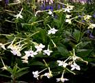 275px-Nicotiana_alata1By_Carl_E_Lewis