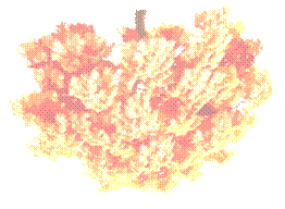 trees20
