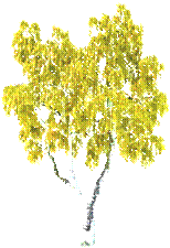 trees11f