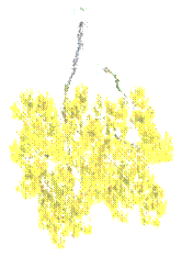 trees11f
