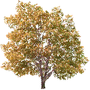 trees07