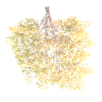 trees07