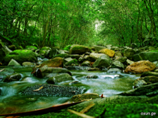 F:\����\� ���������� ����\�������\_river-deep-forest-wp-tw2010.png