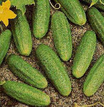 D:\��� ���������\��������\��������\cucumber.jpg