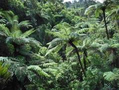Waitakeres_bush_opt