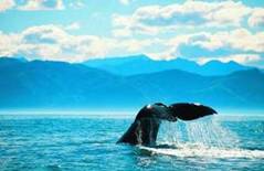 Kaikoura Whales tail