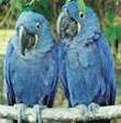 http://t1.gstatic.com/images?q=tbn:ANd9GcSqqk4hl-ZSjGZF33bj4zlONeVbPvailZfizmeeo-OR-fE6Qzx1Swg6ZbI