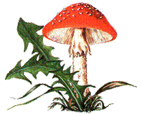 http://900igr.net/datas/rastenija-i-griby/Griby-5.files/Mukhomor.jpg