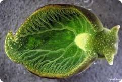 http://t1.gstatic.com/images?q=tbn:ANd9GcQ0qZNz6xFMRtuv8ySx8Ruln82ierKf_0migvXgch-P643BTeYk