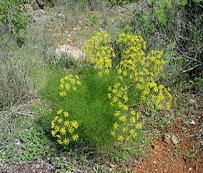 Foeniculum vulgare