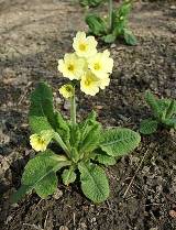 Primula
